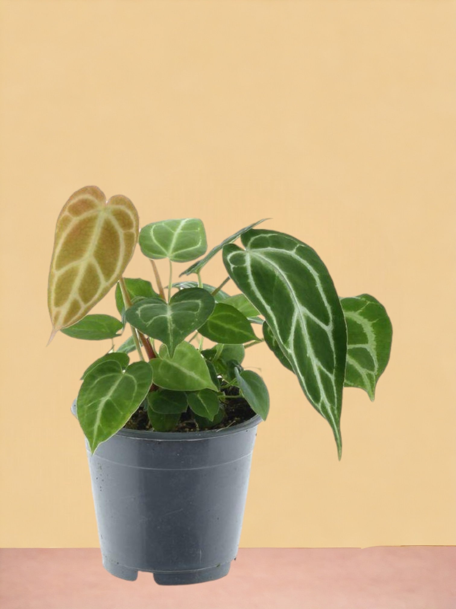 Entretien - Anthurium Chrystallinum: Guide pratique