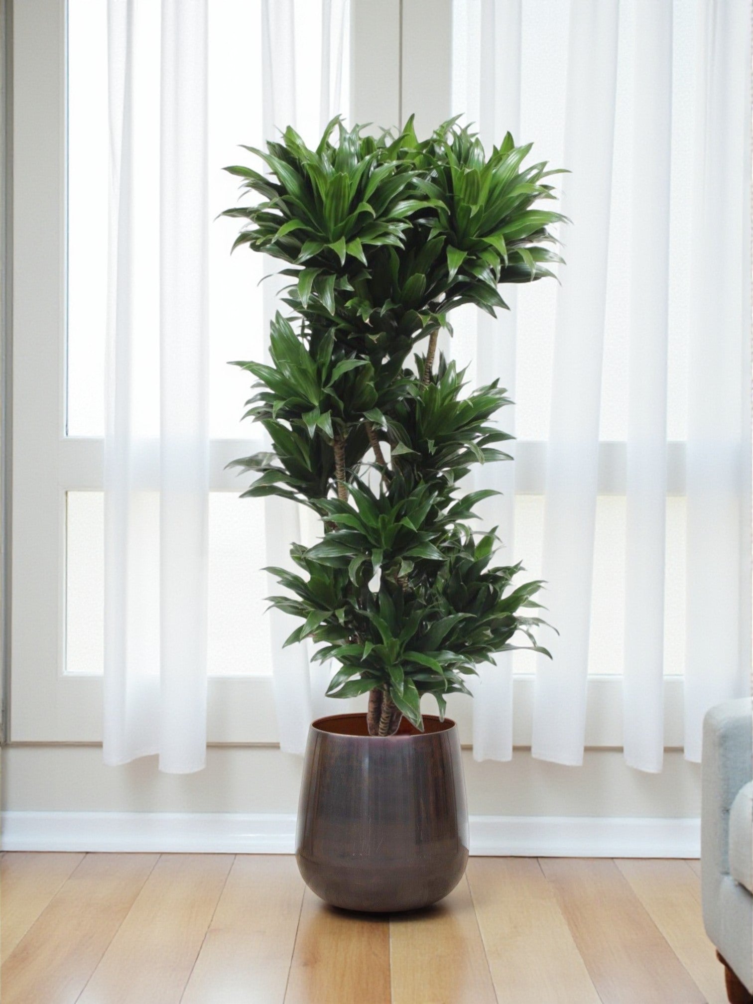 Entretien - Dracaena Compacta: Guide pratique