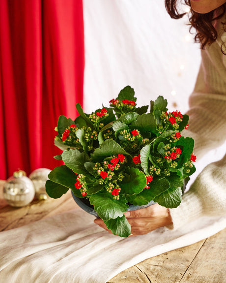 Entretien - Kalanchoe Single Red: Guide pratique