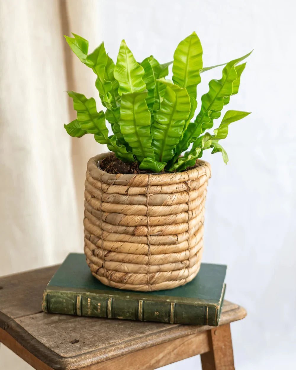 Entretien Asplenium Parvati - La Green Touch