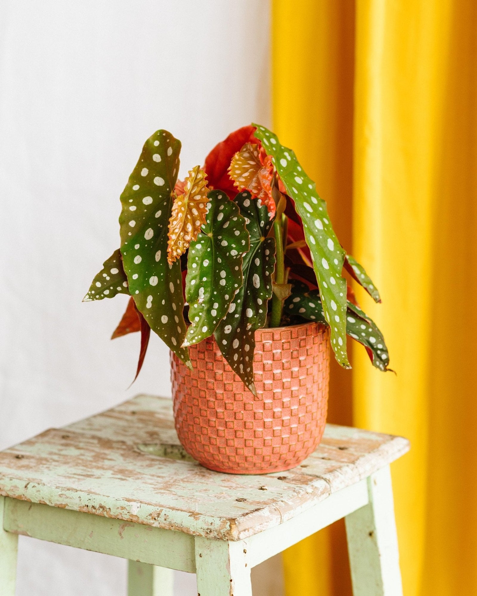 Entretien de Begonia Maculata - La Green Touch