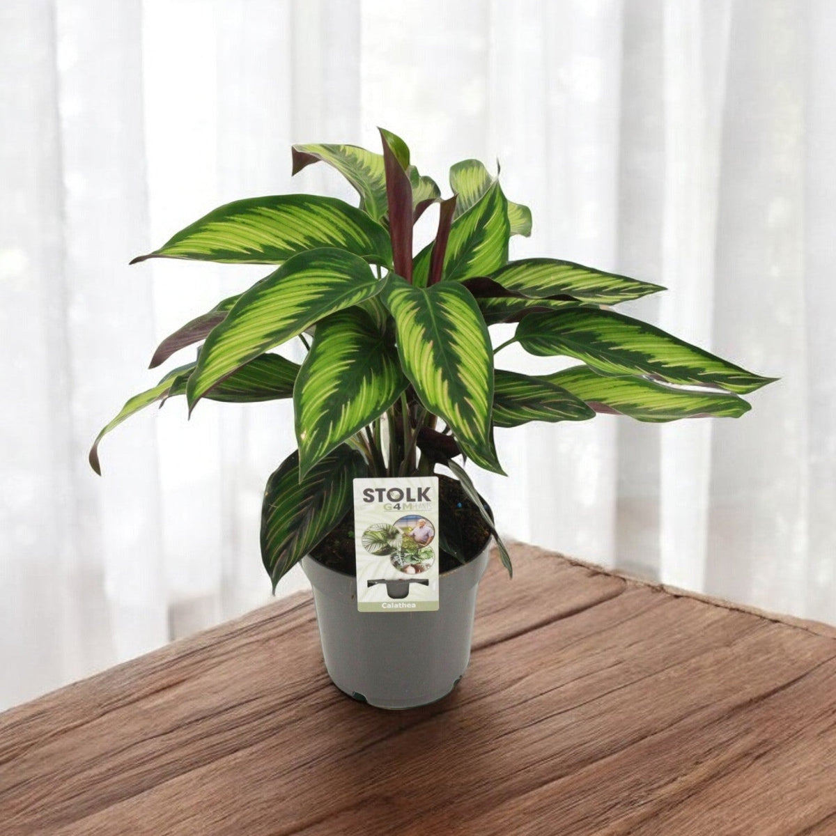 Entretenir une Calathea Majestica en intrieur facilement