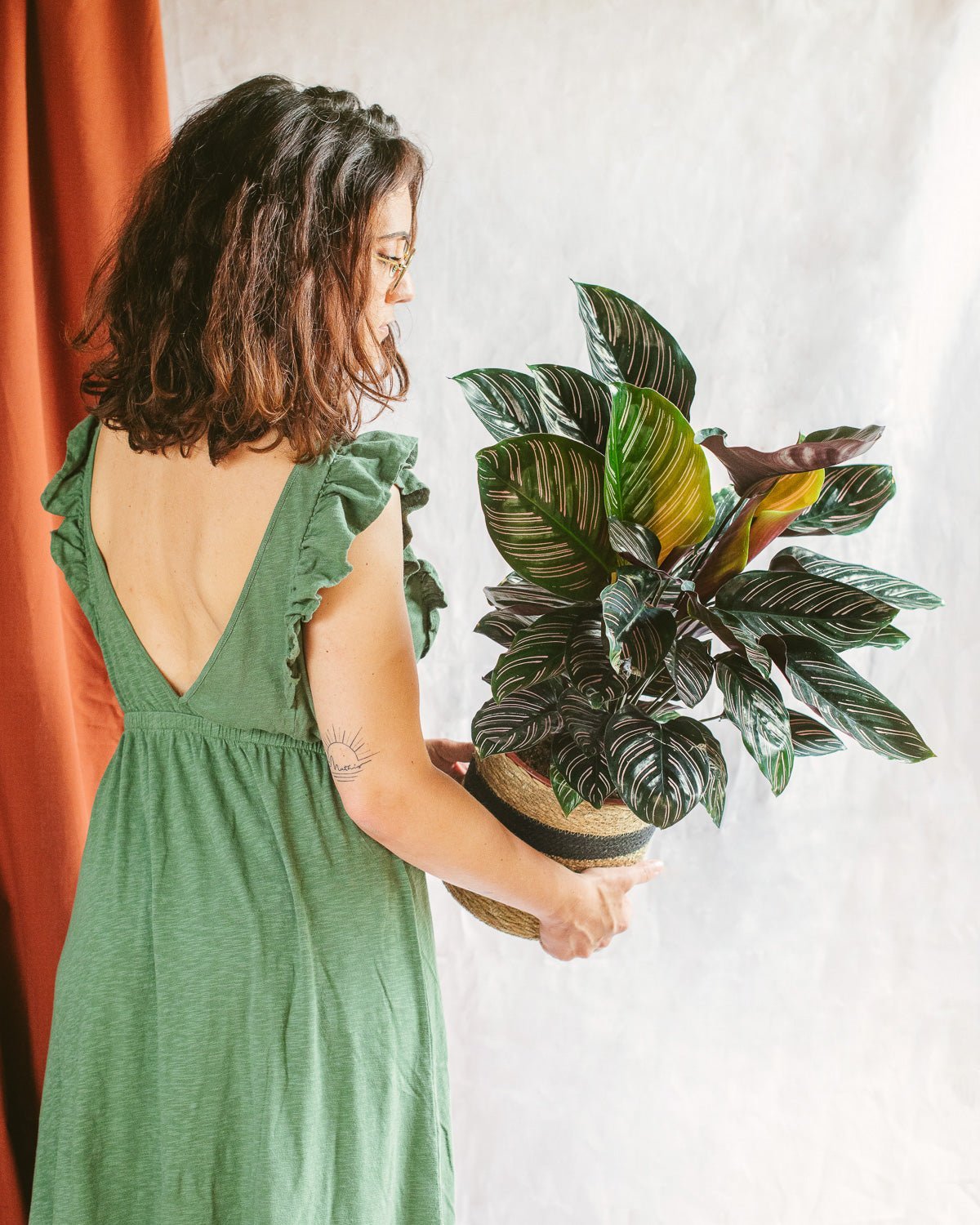 Calathea Ornata : guide d'entretien arrosage et rempotage - La Green Touch