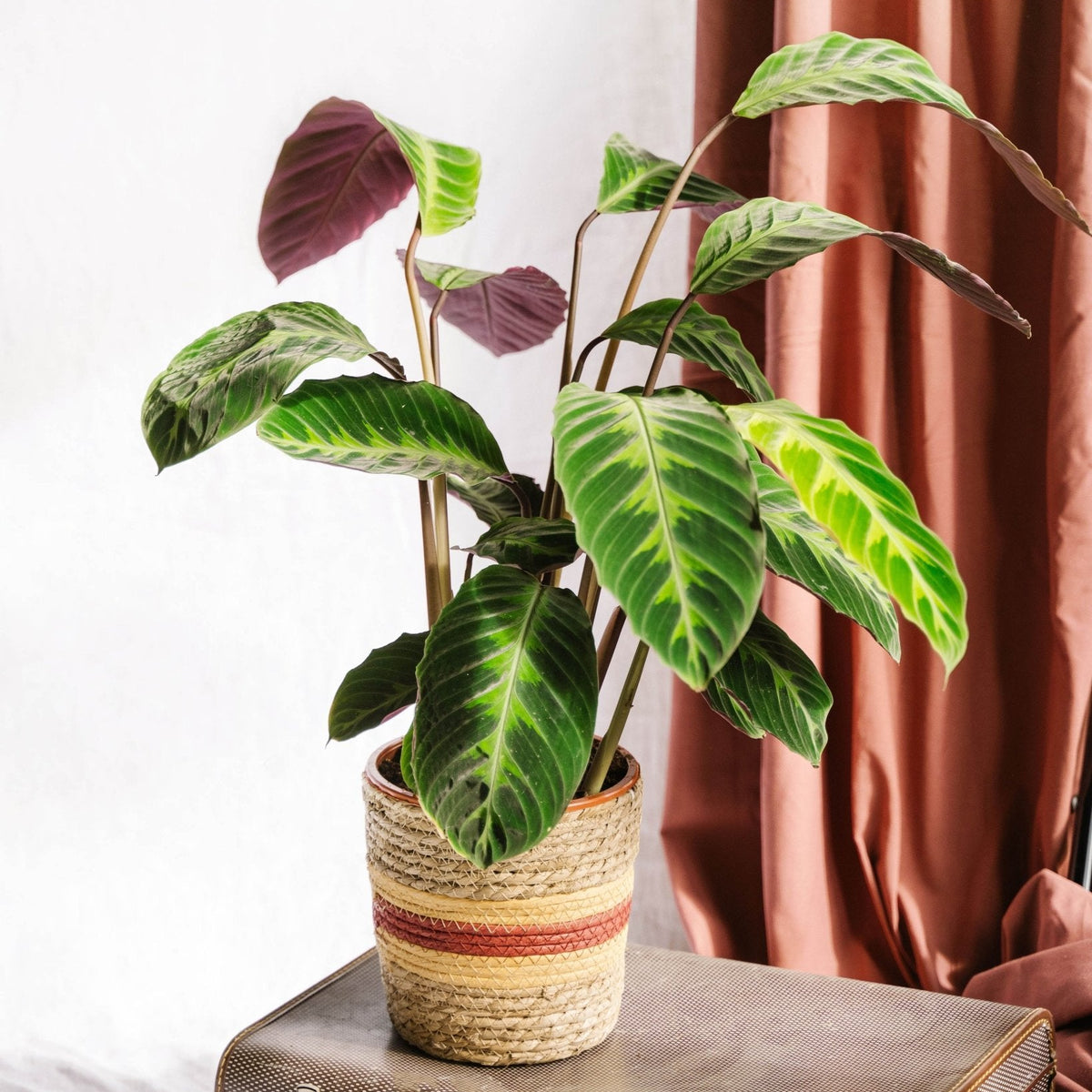 Soins Calathea Warscewiczii  arrosage, humidit, rempotage