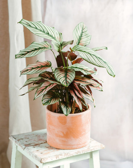 Entretien Calathea Whitestar - La Green Touch
