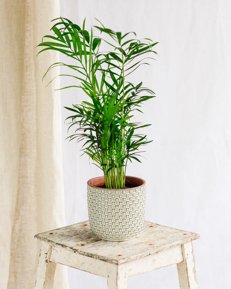 Entretien Chamaedorea Elegans - La Green Touch