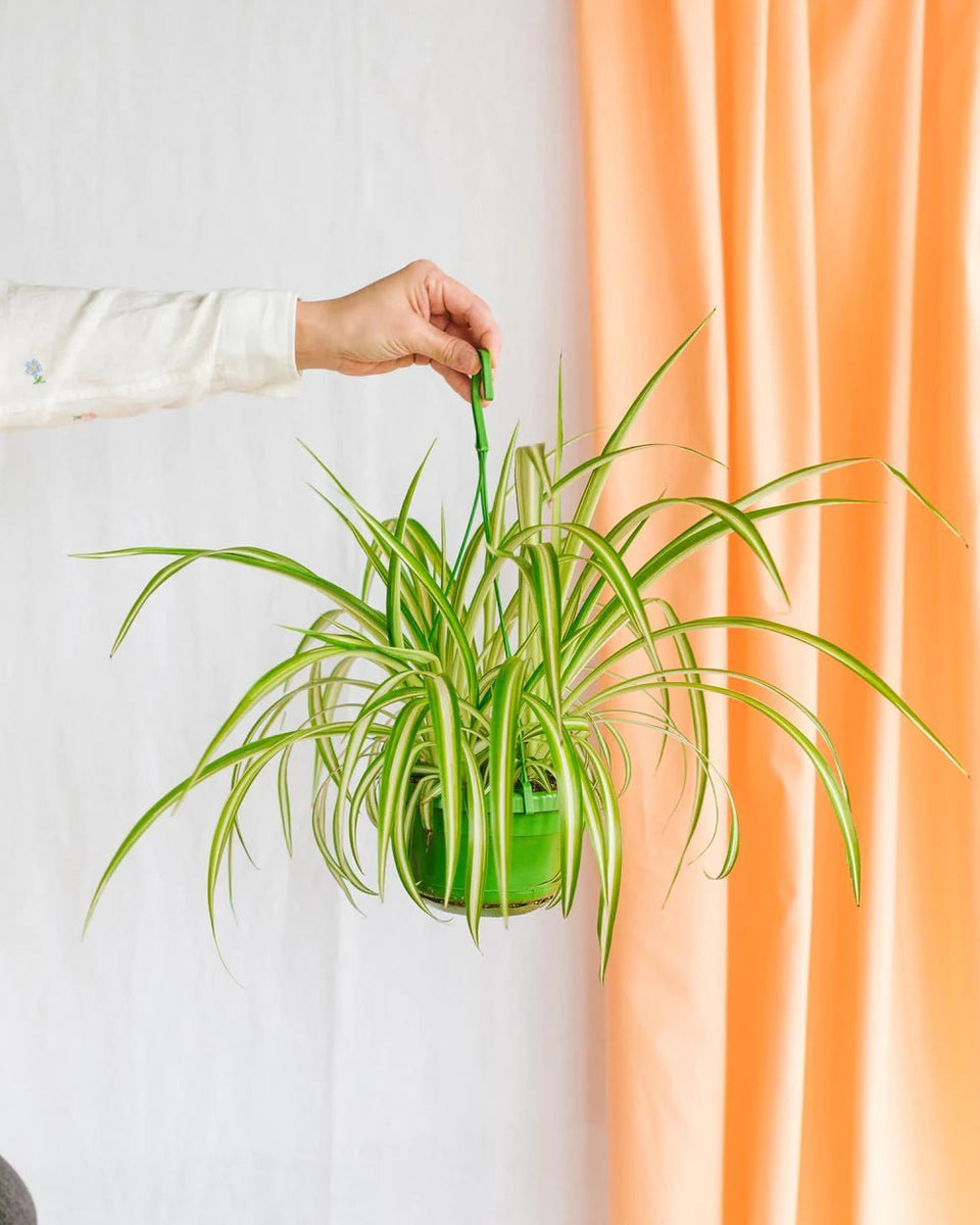 fungicide in plants Organocide Plant Doctor Systemic Fungicide main image 0