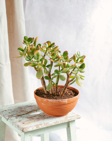 Entretien de Sinocrassula Crassula - La Green Touch