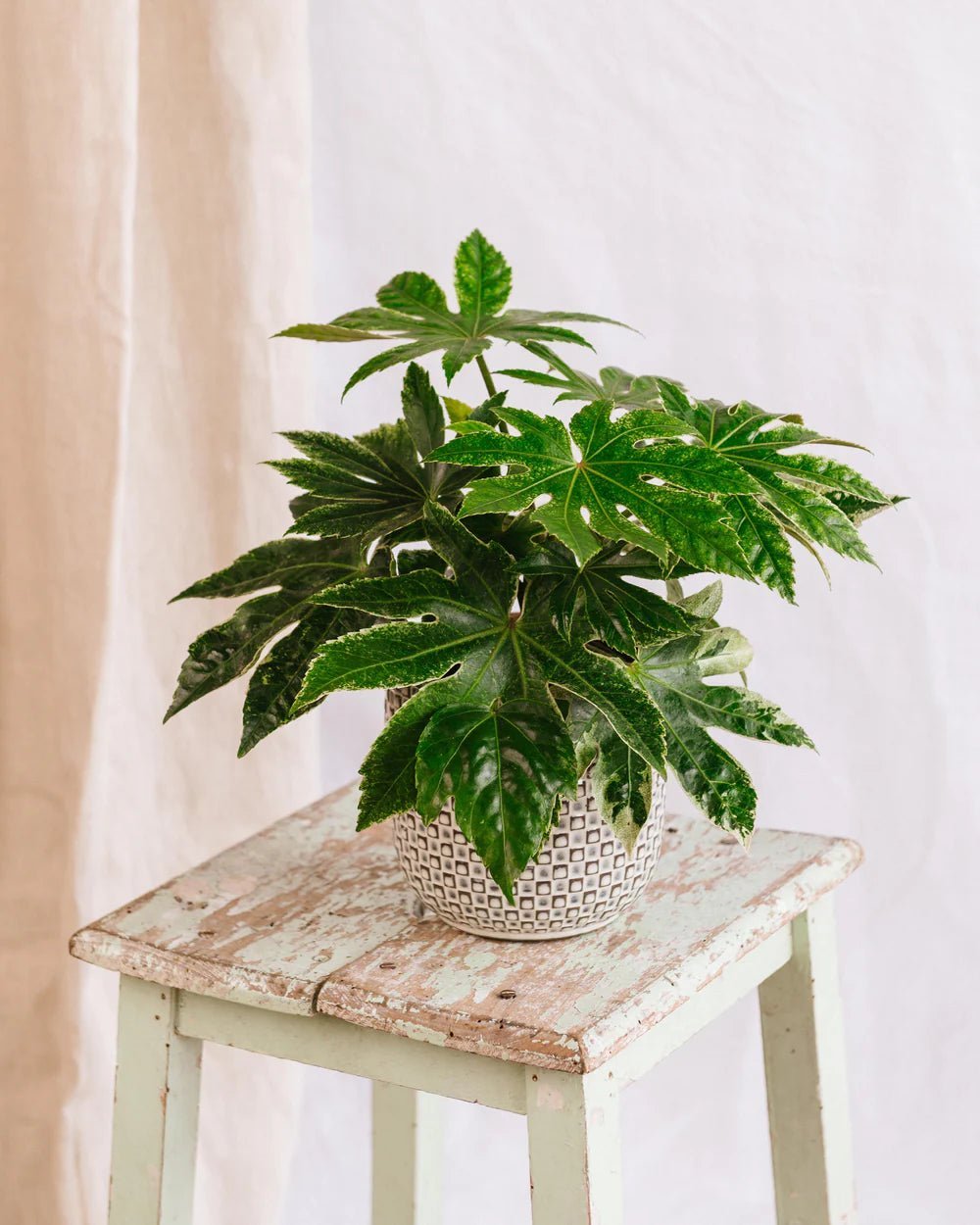 Entretien Fatsia Japonica Spider - La Green Touch