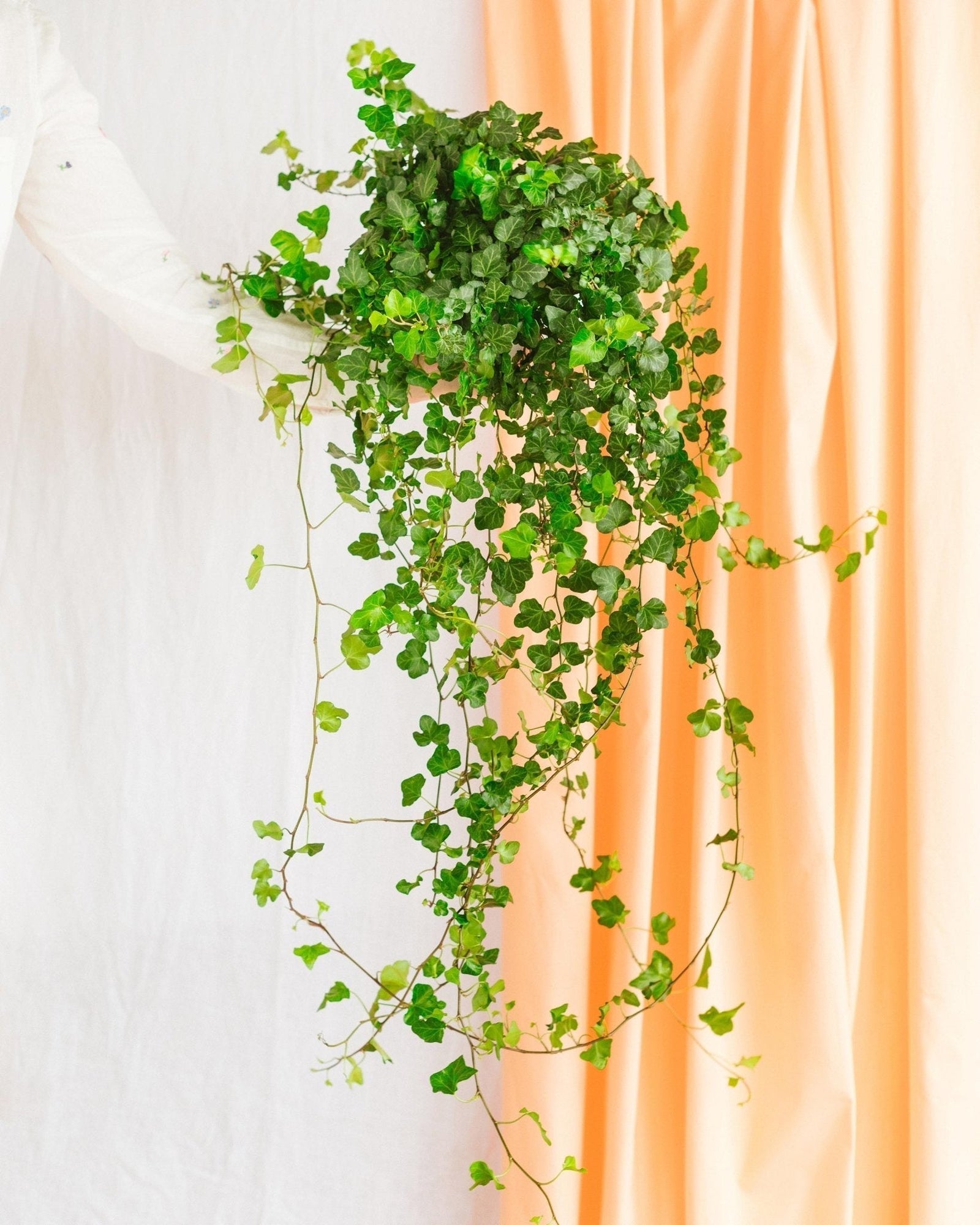 Entretien - Lierre Hedera: Guide pratique - La Green Touch
