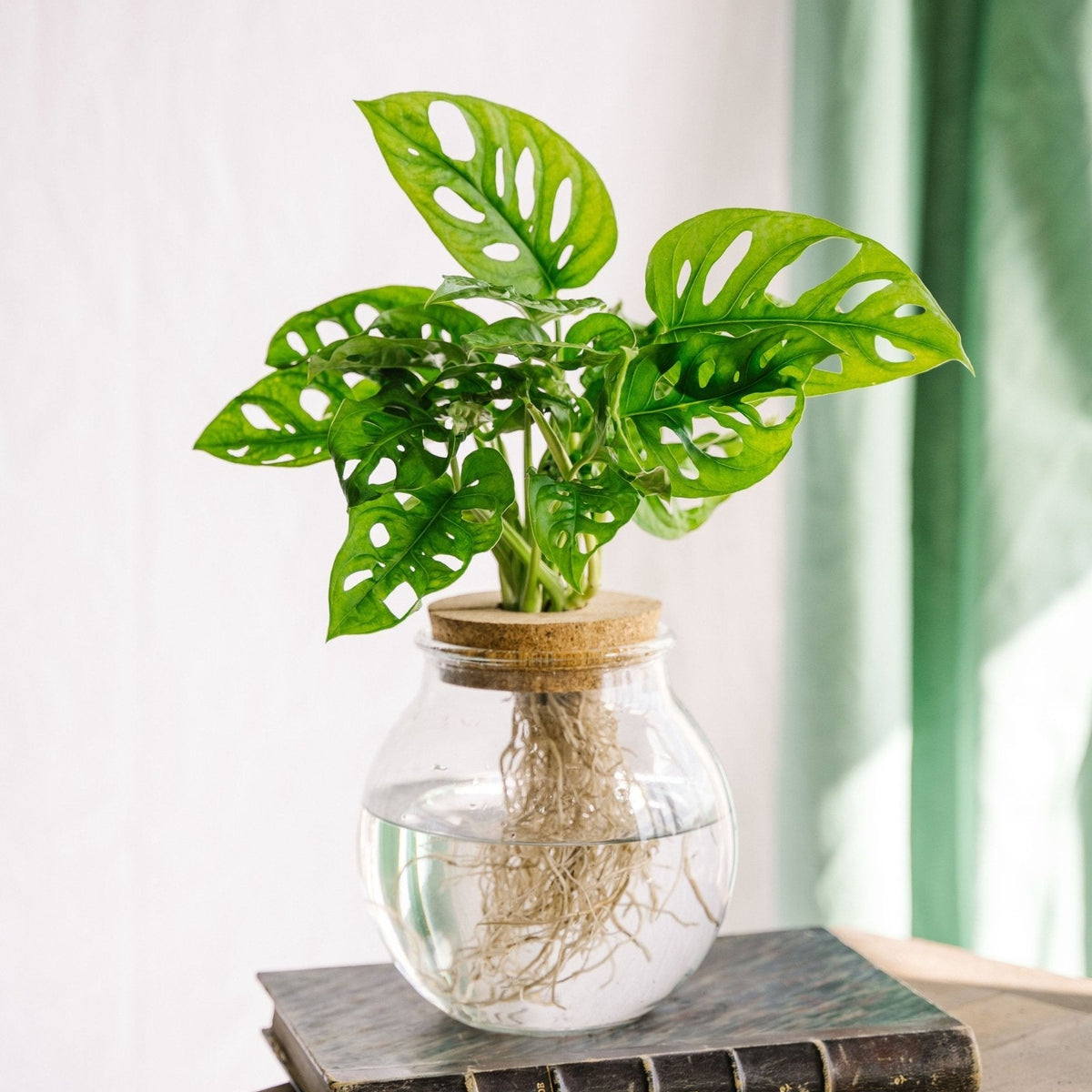 Entretien Monstera Adansonii : guide complet pour intrieur