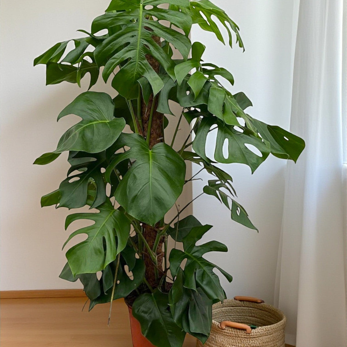 philodendron anderson Philodendron Red Anderson 6” main image 1