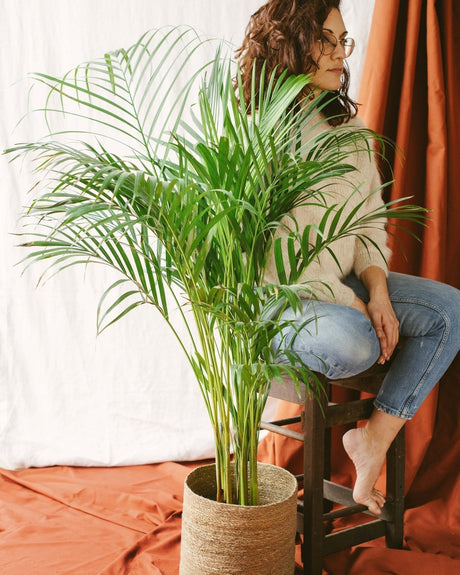 Areca Dypsis - La Green Touch