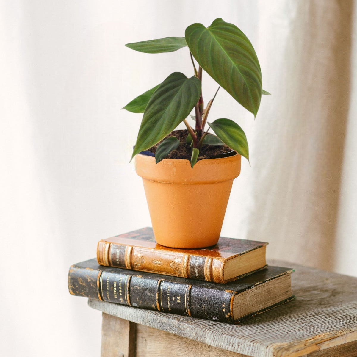 buy snake plant near me Sansevieria laurentii 'Snake Plant'  Snakeroot Botanicals