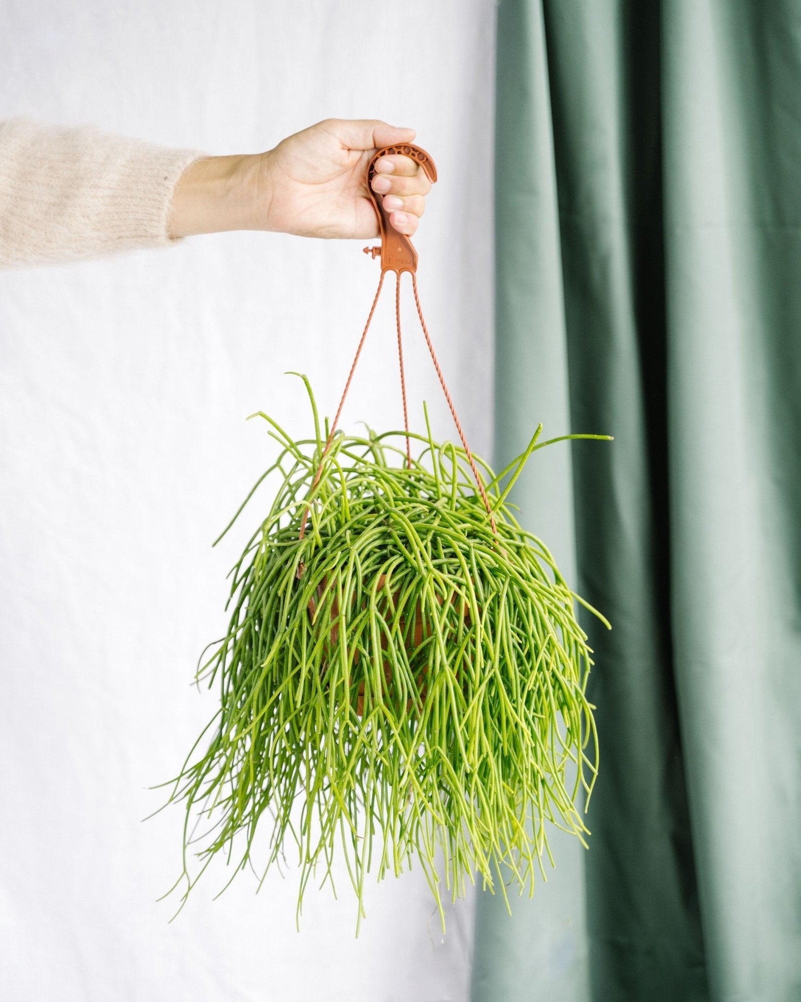 Entretien - Rhipsalis Shaferi: Guide pratique - La Green Touch