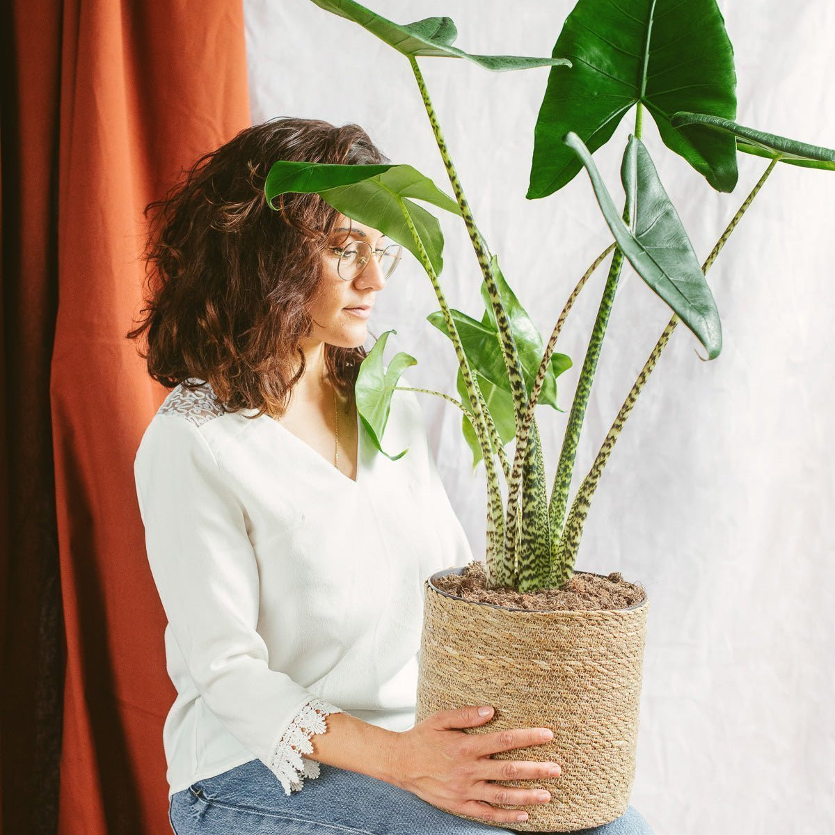 bonsai ficus ginseng Ficus Ginseng Bonsai