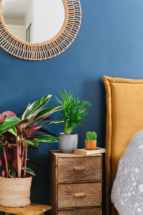 Les 5 bonnes raisons d'avoir une plante d'intérieur dans sa chambre pour améliorer votre bien-être - La Green Touch