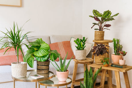 Plantes d’intérieur idéales pour la rentrée