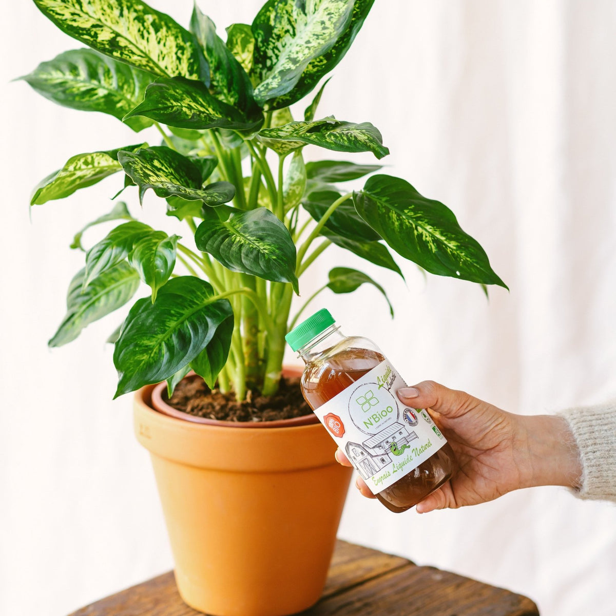 Quel engrais choisir pour vos plantes ? – La Green Touch