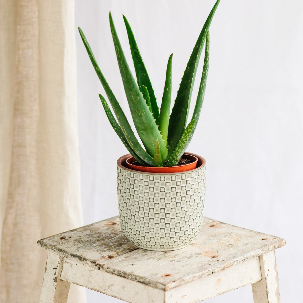 Aloe Vera : entretien, arrosage, rempotage