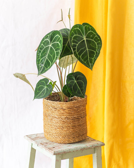 Anthurium - La Green Touch