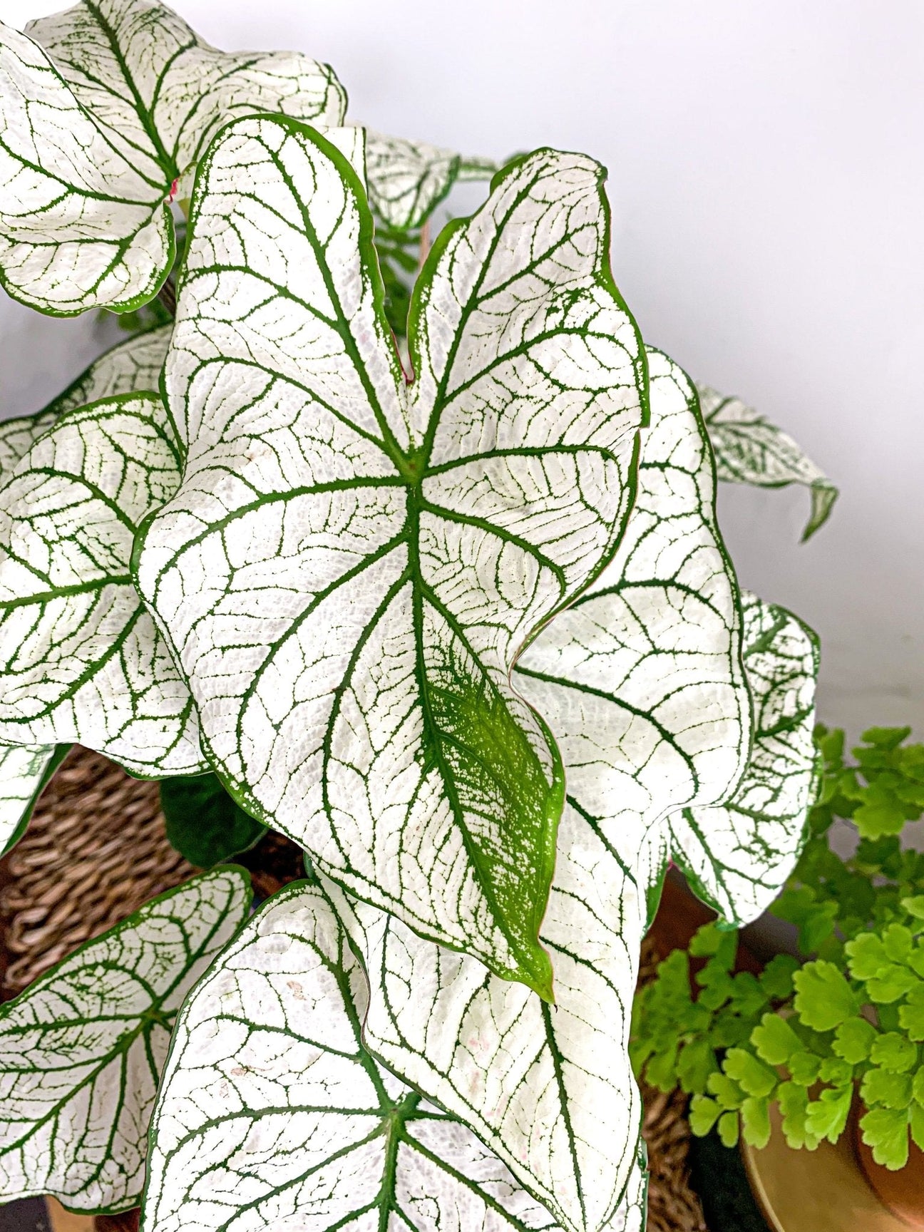 Caladiums - La Green Touch