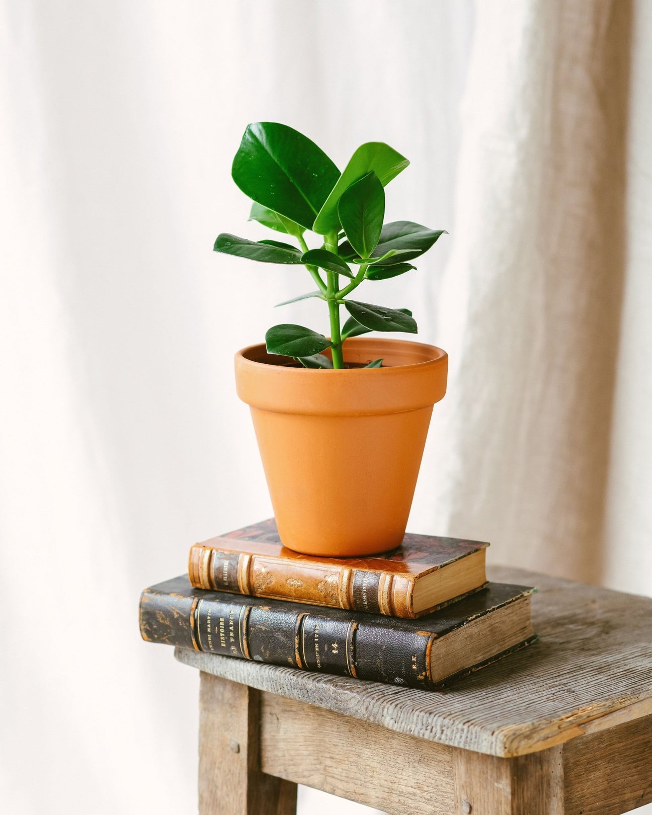 Clusia - La Green Touch