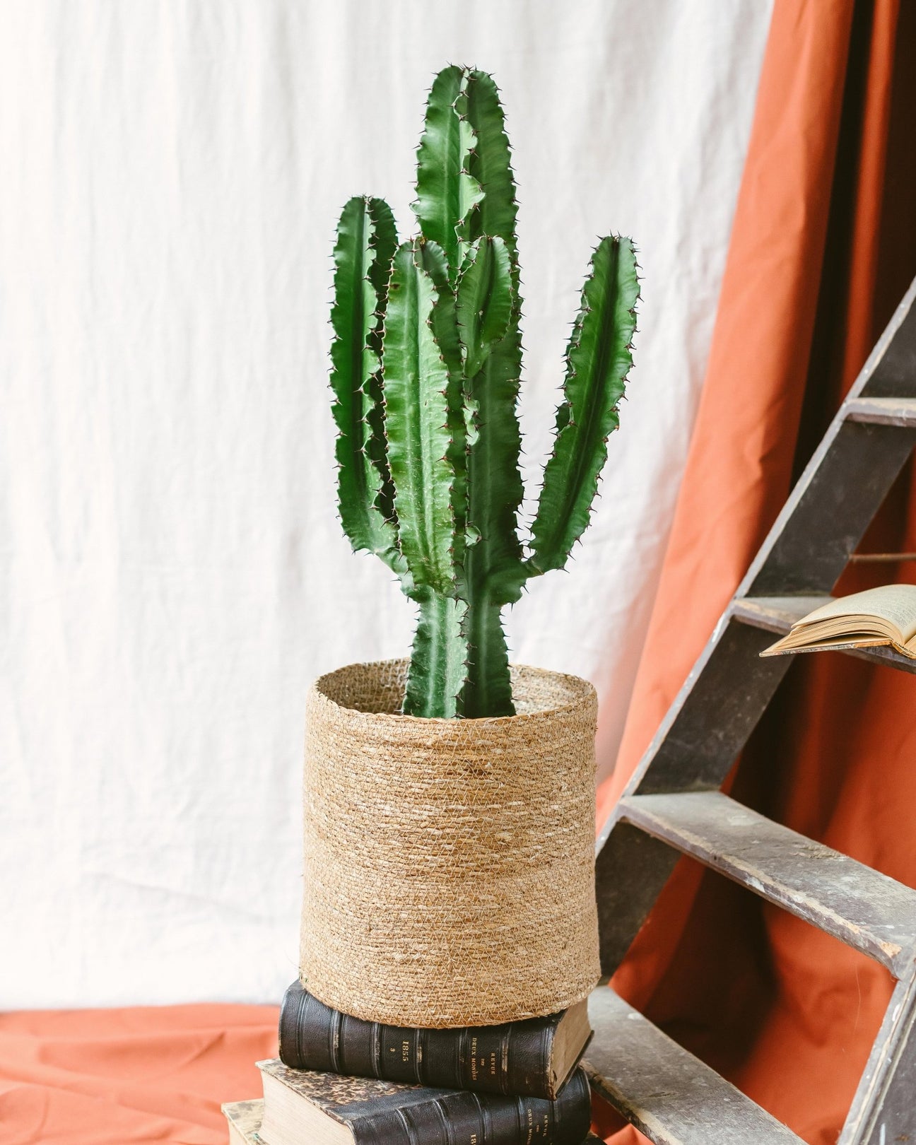 Euphorbe - La Green Touch