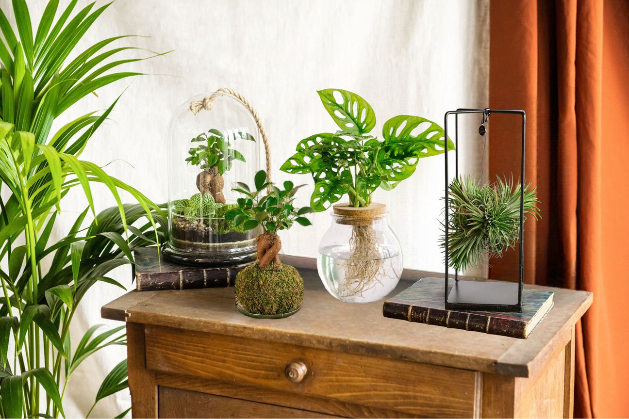 Idées cadeaux et créations végétales - La Green Touch