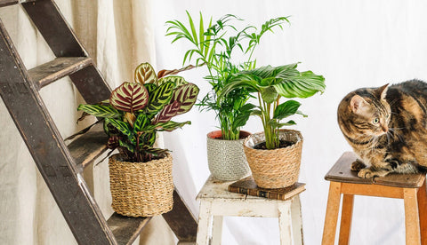 Idées cadeaux Pets friendly