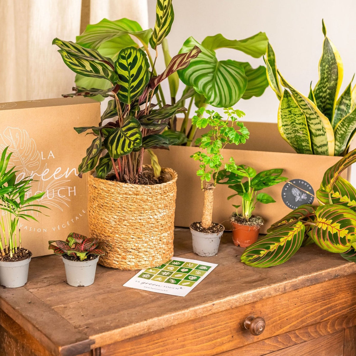 Box cadeaux de plantes d'intérieur – La Green Touch