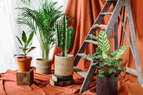 Nos grandes plantes - La Green Touch