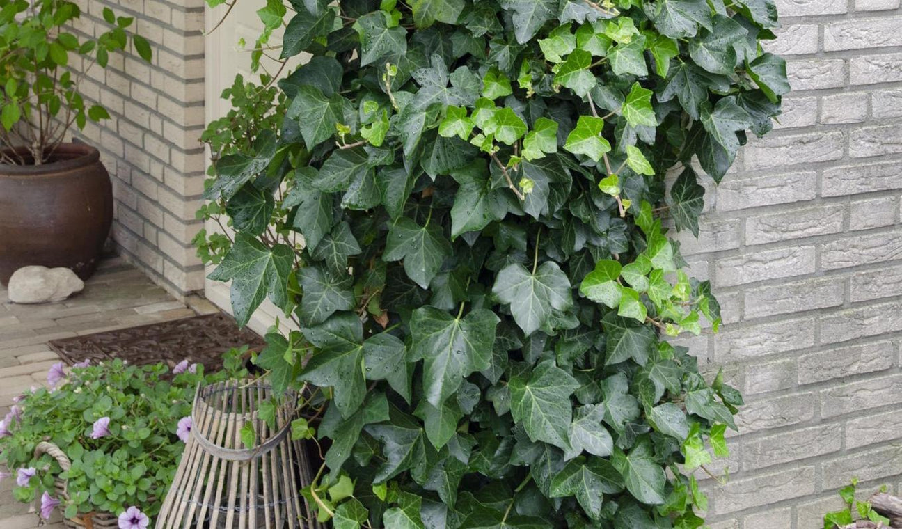 Plantes d'extérieur pour ma terrasse - La Green Touch