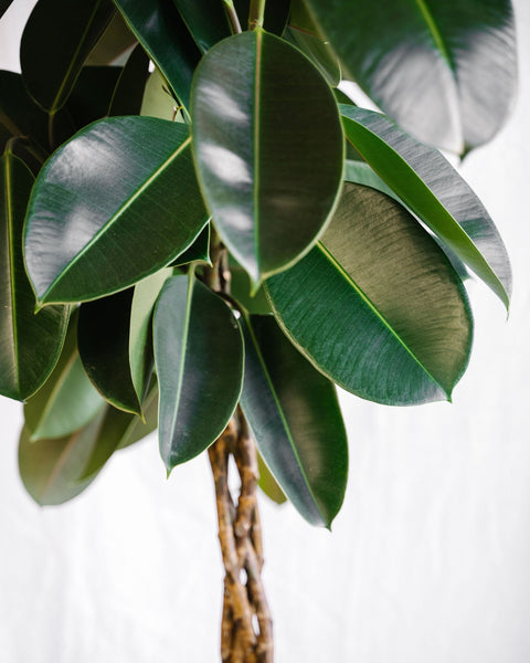 Plantes d'intérieur - Plus de 50€