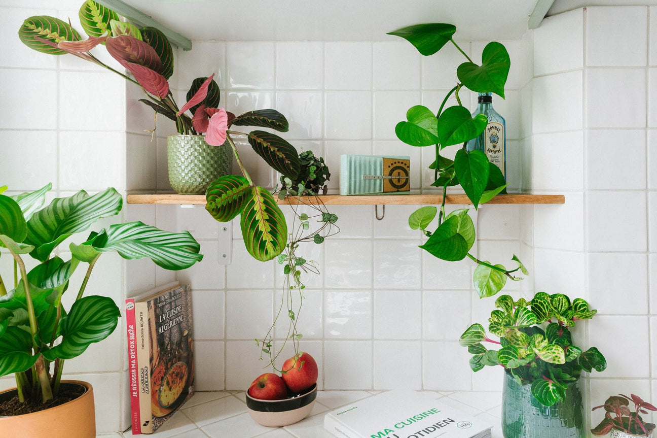 Quelle plante pour ma cuisine ? - La Green Touch