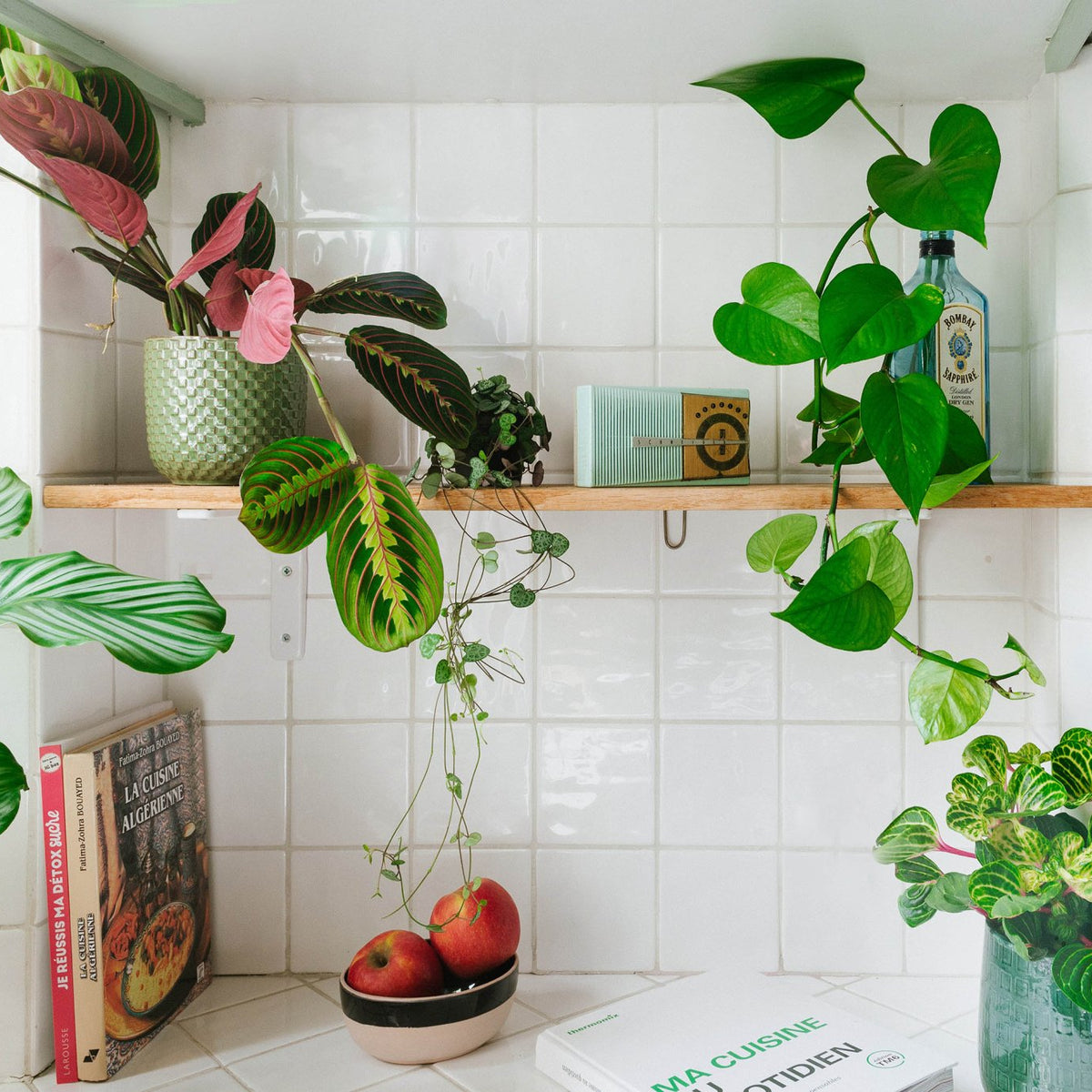 Une plante d'intérieur pour la cuisine – La Green Touch