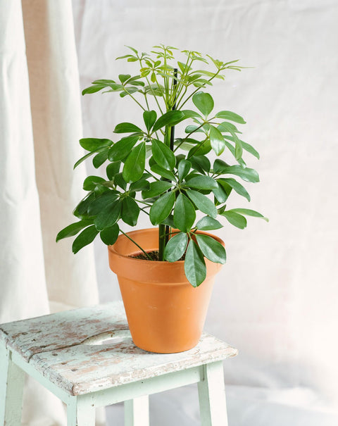 Schefflera