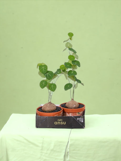 Livraison plante Stephania Erecta - Ø17cm - ↕25cm