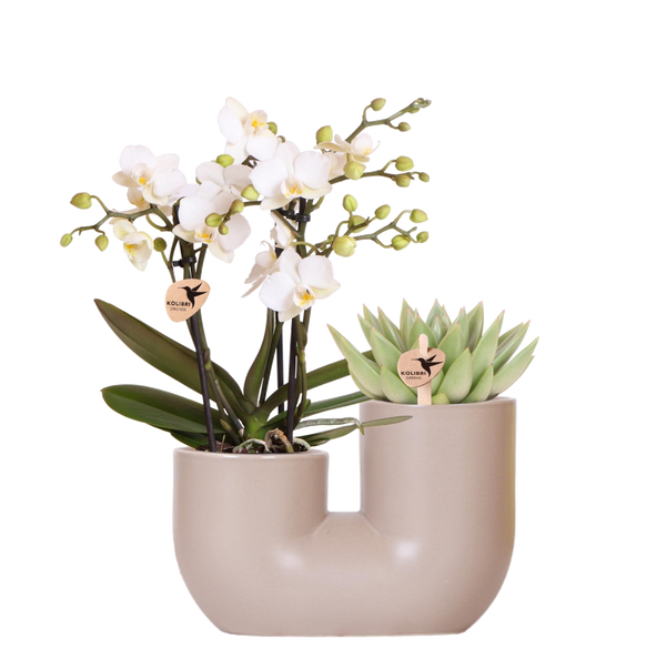 Orchidée blanche Blossom Zurich et succulente en cache-pot double Tube sable - H 40 cm