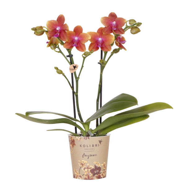 Orchidée Phalaenopsis orange parfumée Fragrance Bolgheri - H 37 cm, pot Ø9 cm