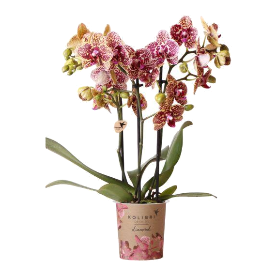 Orchidée surprise Diamond - Phalaenopsis - H 35 cm, pot Ø9 cm