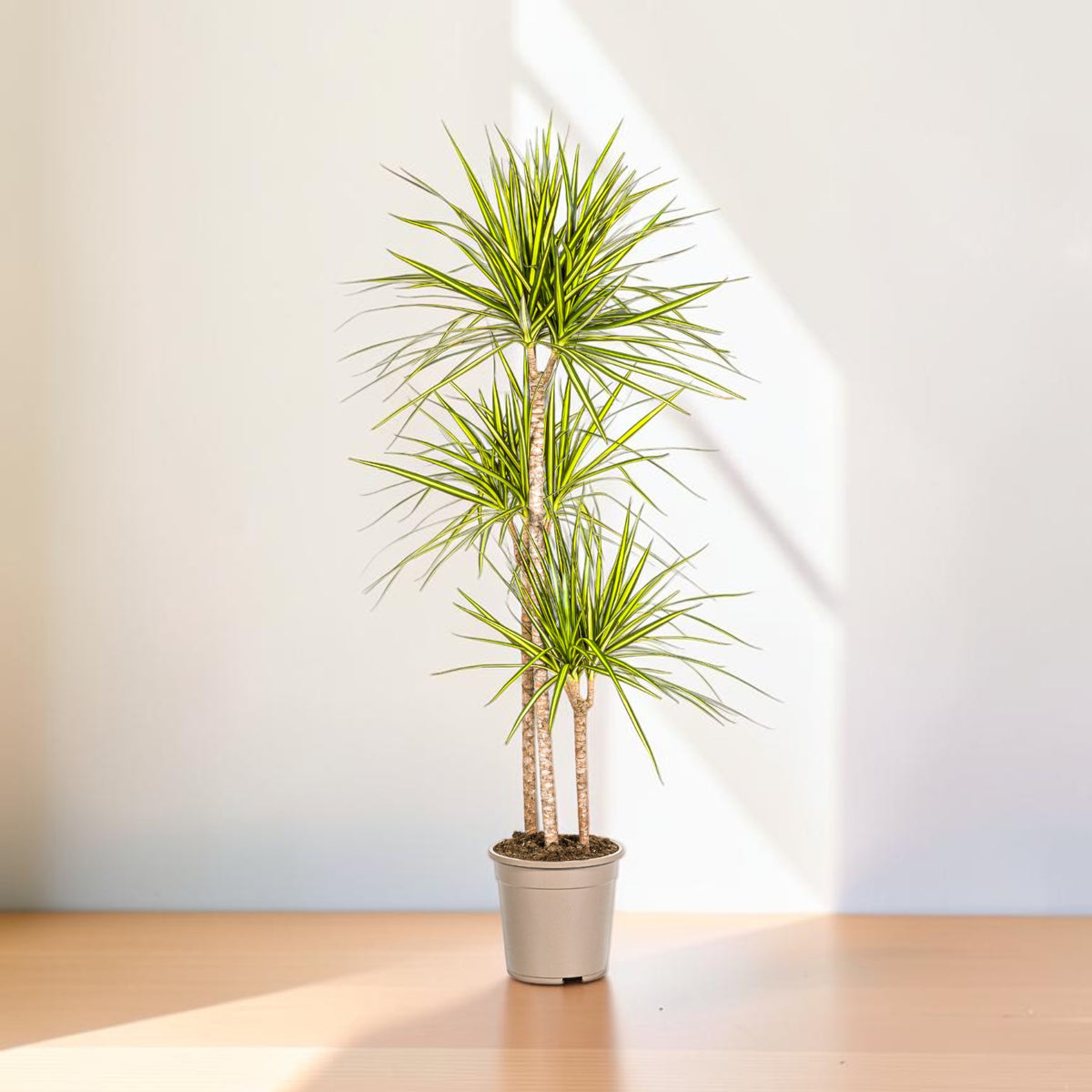 dracaena marginata entretien Dracaena Marginata Sunray