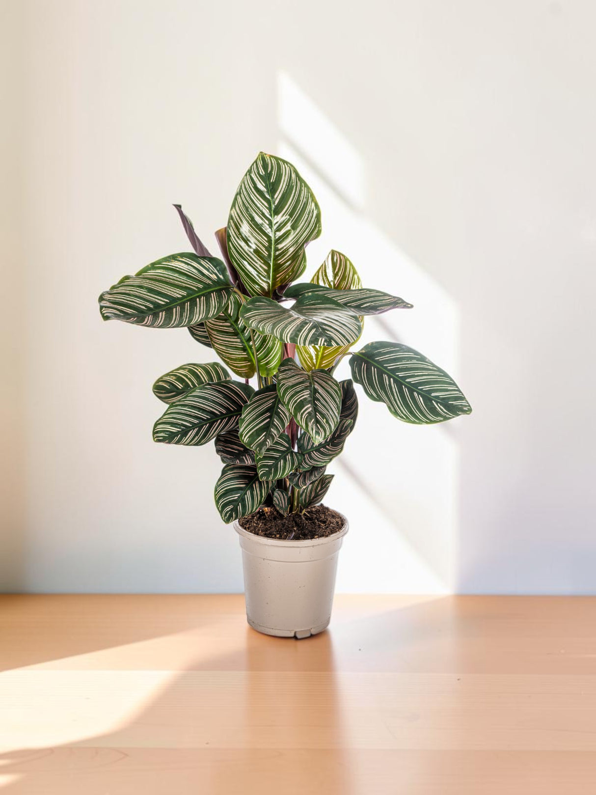 Calathea Ornata Sanderiana
