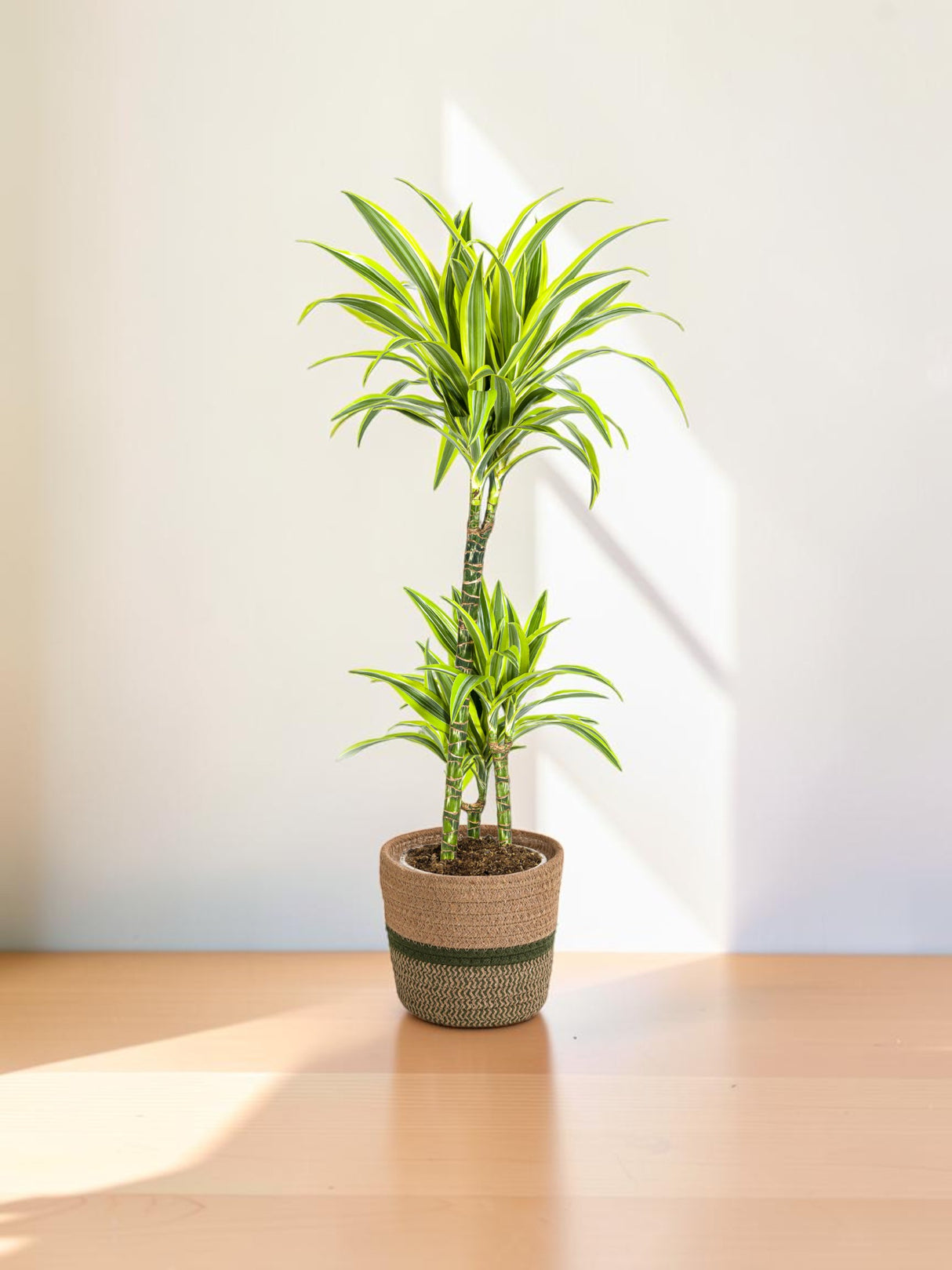 Dracaena Lemon Lime avec cache-pot