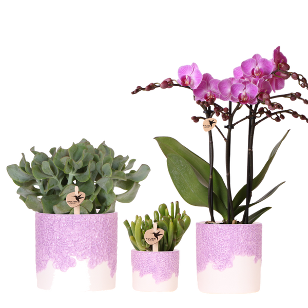 Orchidée violette Mineral Vienna et 2 succulentes en cache-pots Bloom lilas - H 40 cm