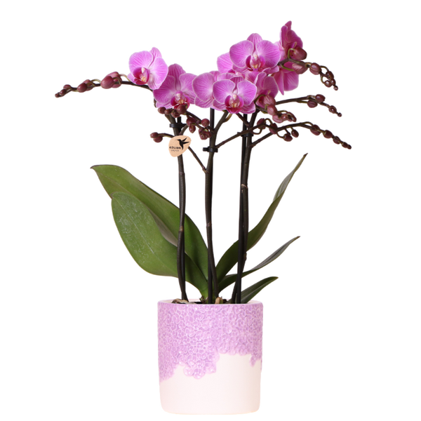 Orchidée Phalaenopsis violette Mineral Vienna avec cache-pot Bloom lilas - H 40 cm, pot Ø9 cm