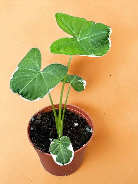 Livraison plante Alocasia Mickey Mouse 