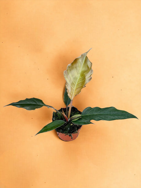 Livraison plante Philodendron Choco Empress