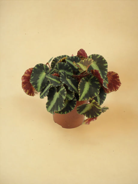 Livraison plante Begonia cleopatra