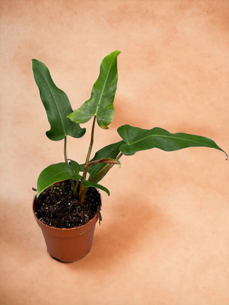 Livraison plante Philodendron Mexicanum